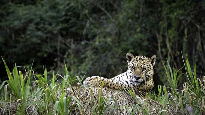 A serene shot of a leopard nestled in thick green forest of Rajaji National Park, eyes piercing through leaves.