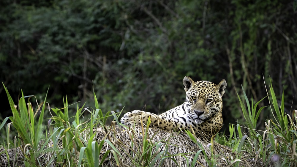 a large leopard laying in the grass next to a forest