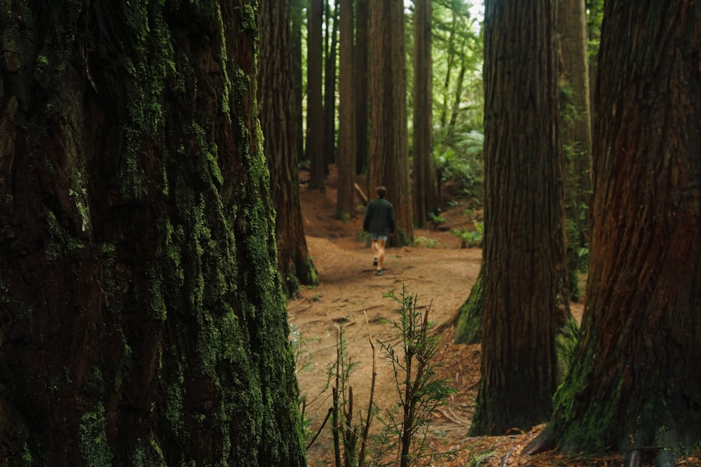 a person walking through a forest with lots of trees