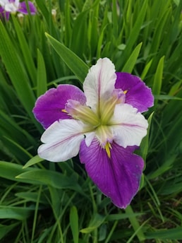 A vibrant iris flower with striking purple and white petals set against a backdrop of lush green leaves.