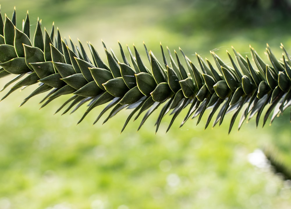 a close up of a plant with long needles