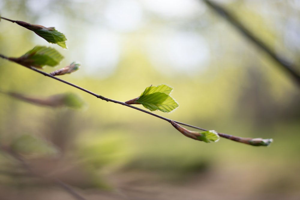 a branch of a tree with green leaves