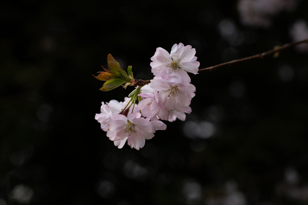 a branch of a cherry tree with pink flowers