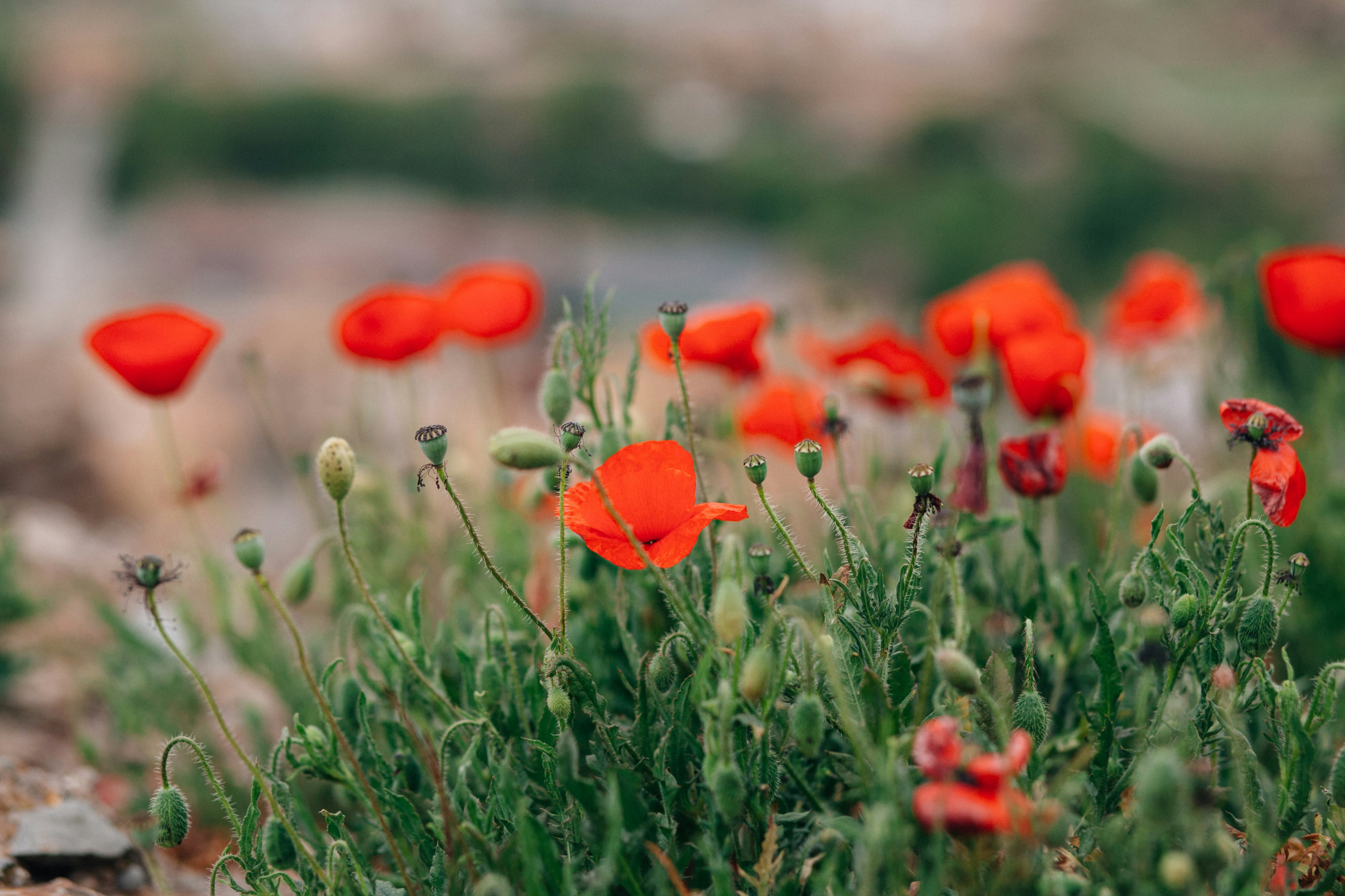 Photo by skatienstuksuma