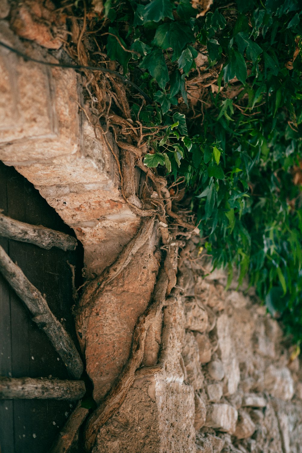 a stone wall with vines growing on it