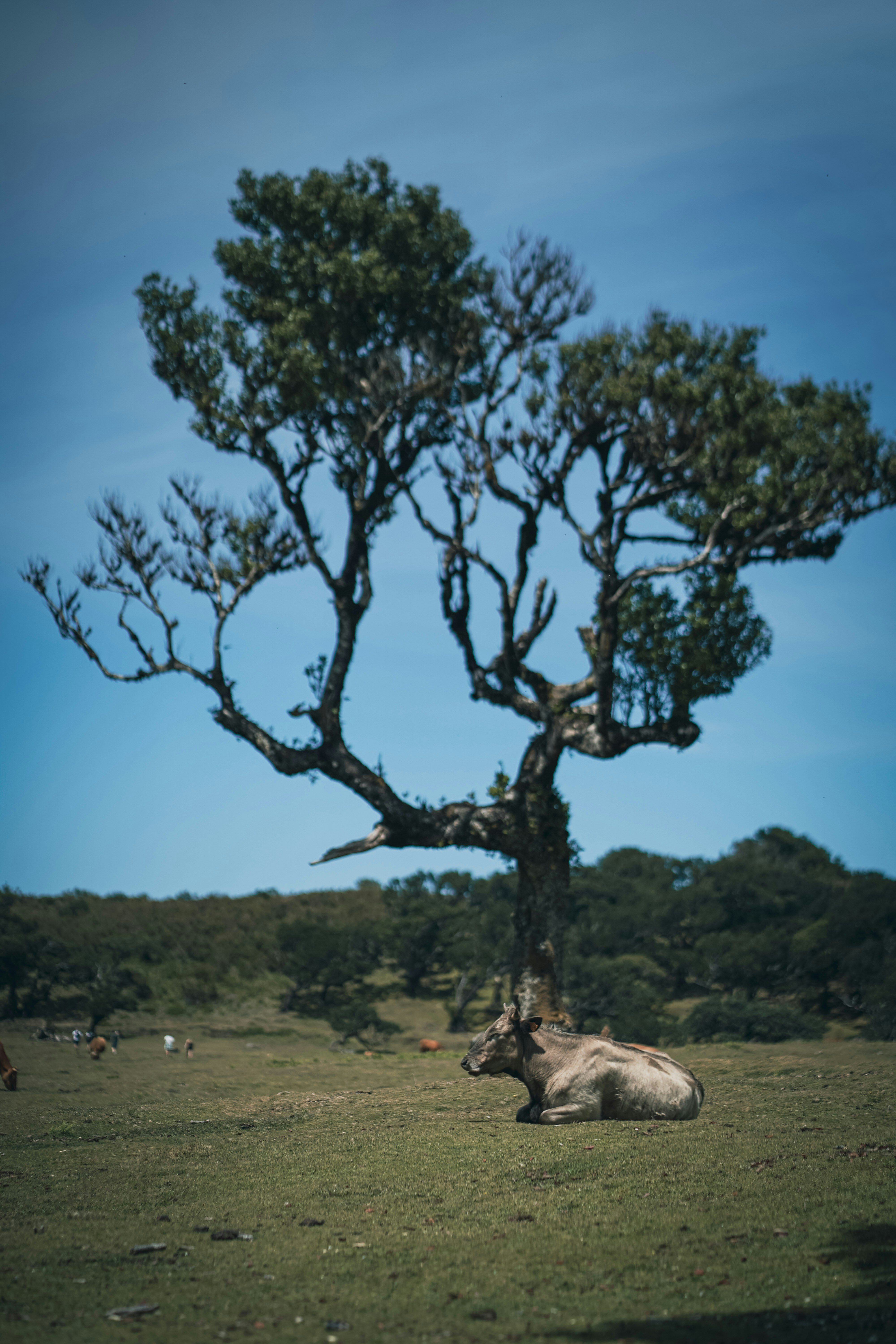 Una vaca acostada en un campo debajo de un árbol