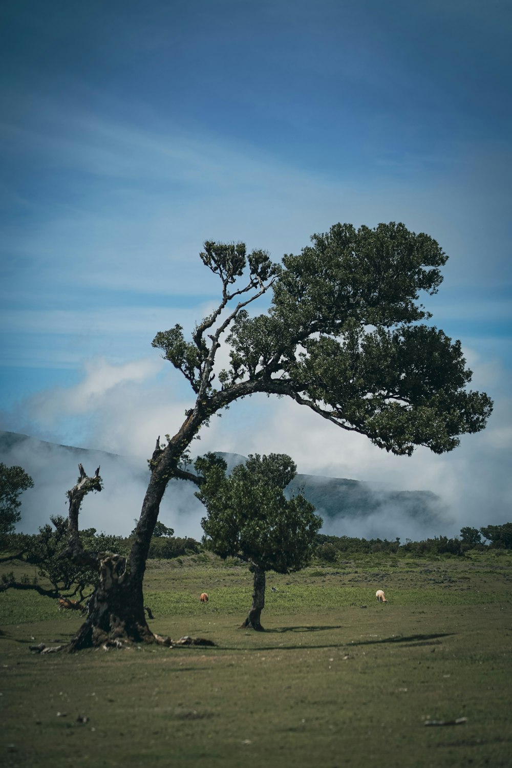 a lone tree in a field with sheep in the distance