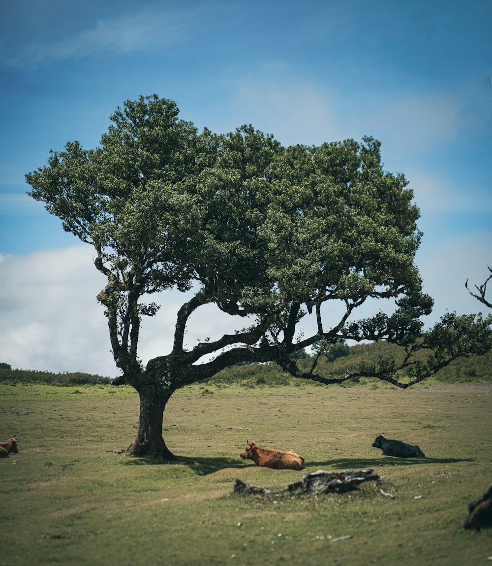 a cow laying under a tree in a field