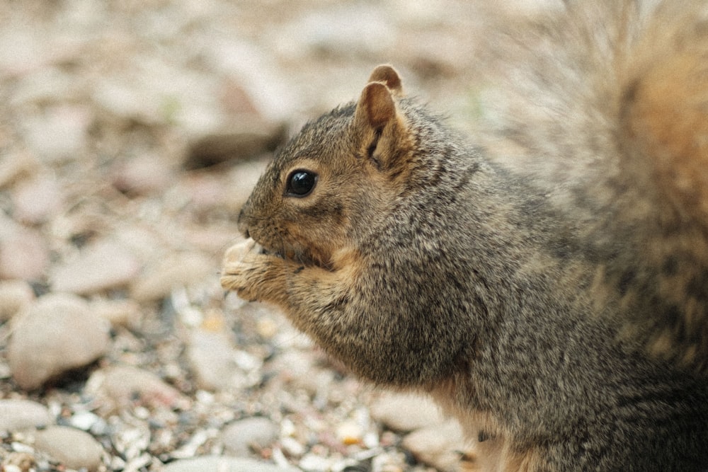 a squirrel eating a piece of food on the ground