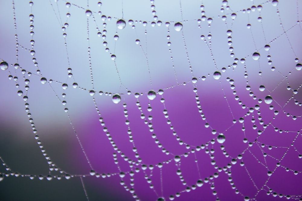 a spider web covered in water drops on a purple background