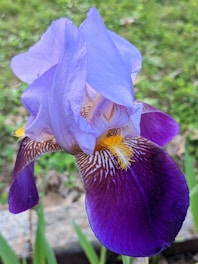 A close-up view of a vibrant iris flower showcasing delicate purple petals with intricate white and maroon veining. The flower's striking yellow beard contrasts against the surrounding colors. The background features a blurred green landscape, enhancing the focus on the iris.