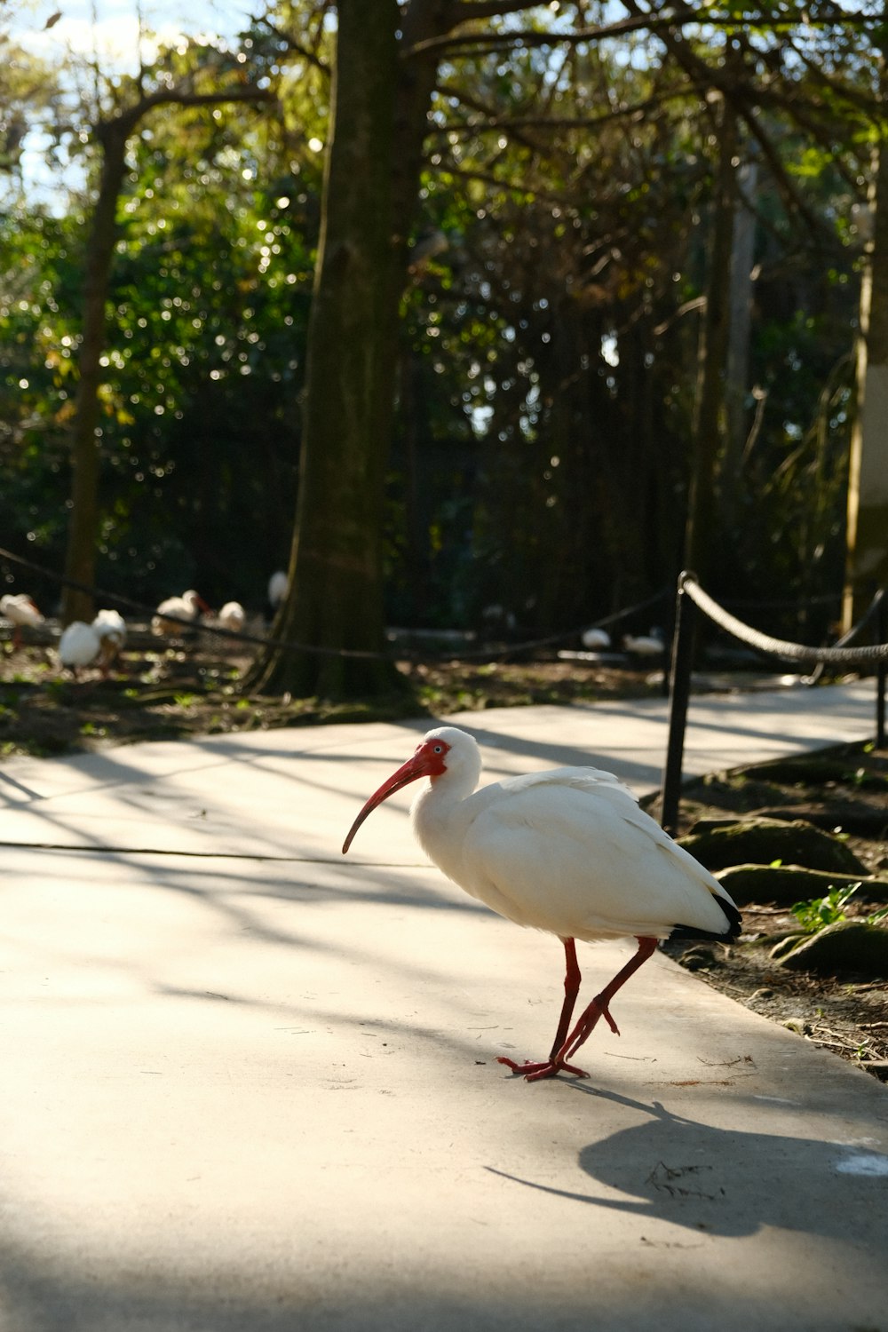a white bird with a long beak standing on a sidewalk