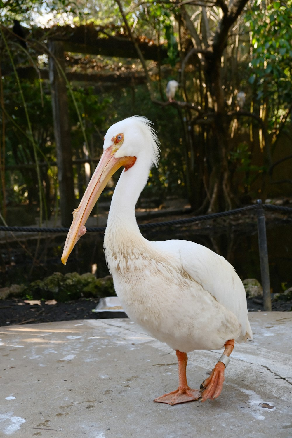 a large white bird with a long beak