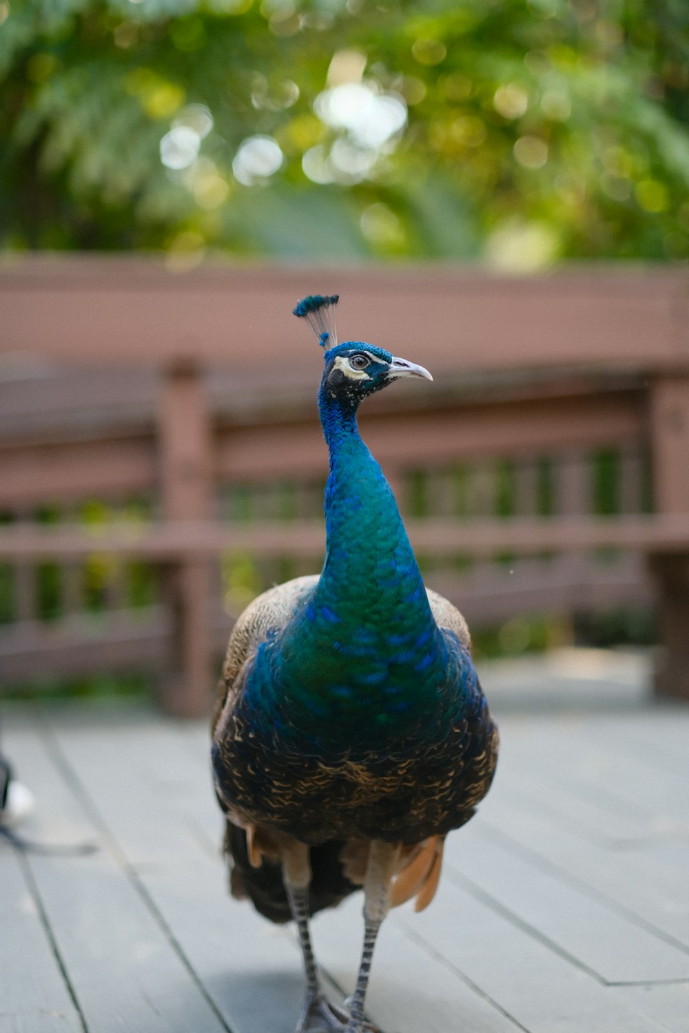 a peacock standing on top of a wooden deck