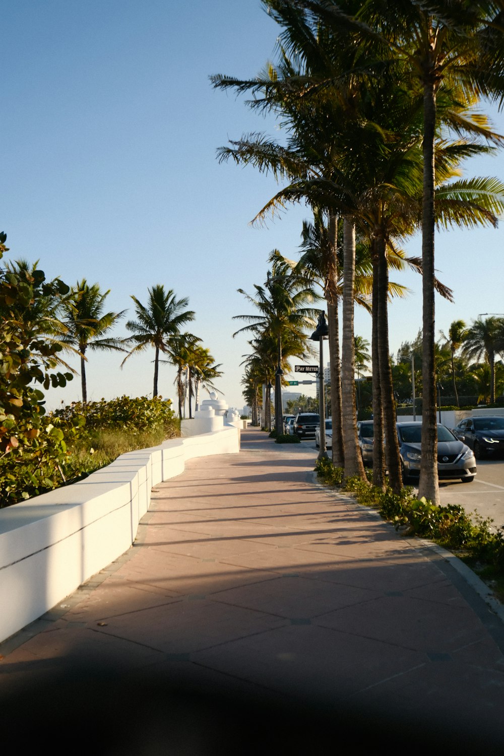 a sidewalk lined with palm trees and parked cars