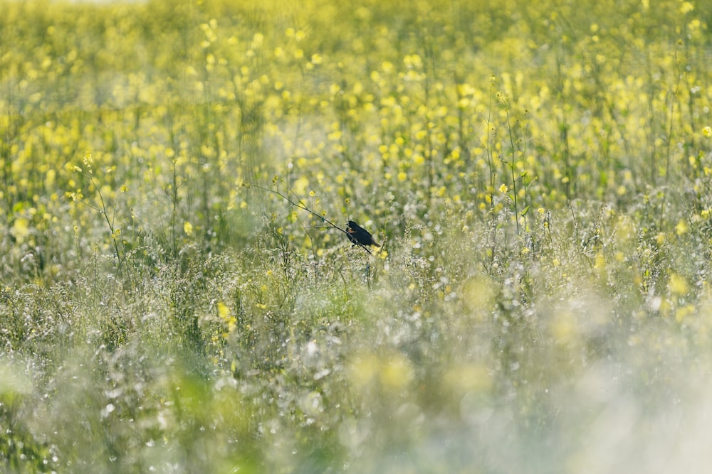 a black bird sitting on top of a lush green field