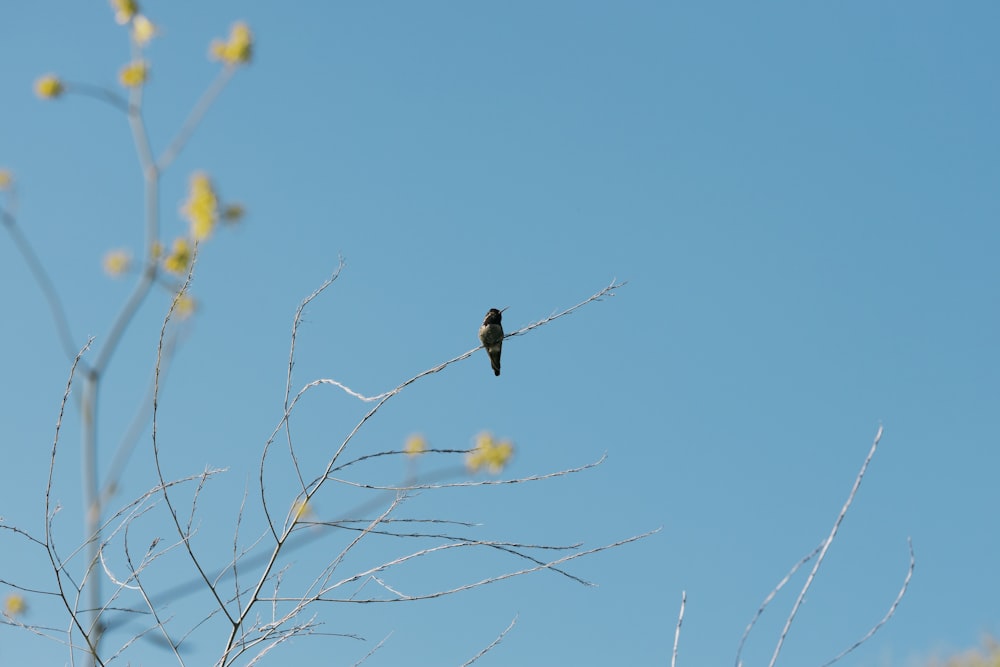 a bird is sitting on a thin branch