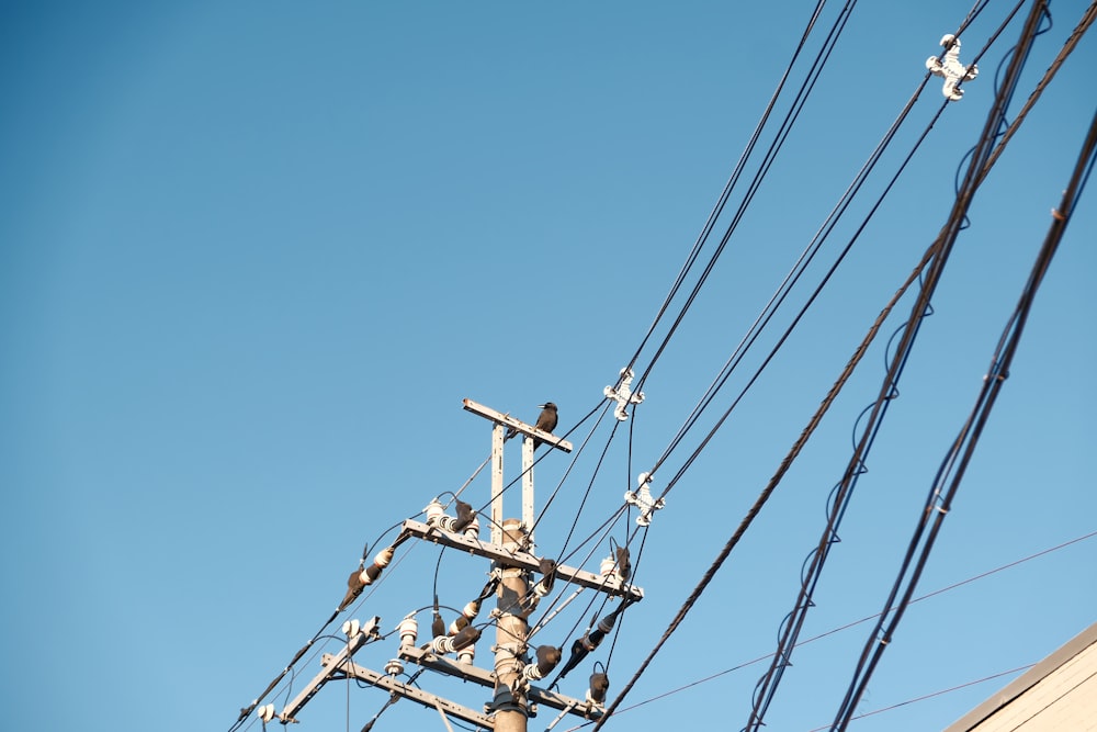 a bunch of birds sitting on top of power lines