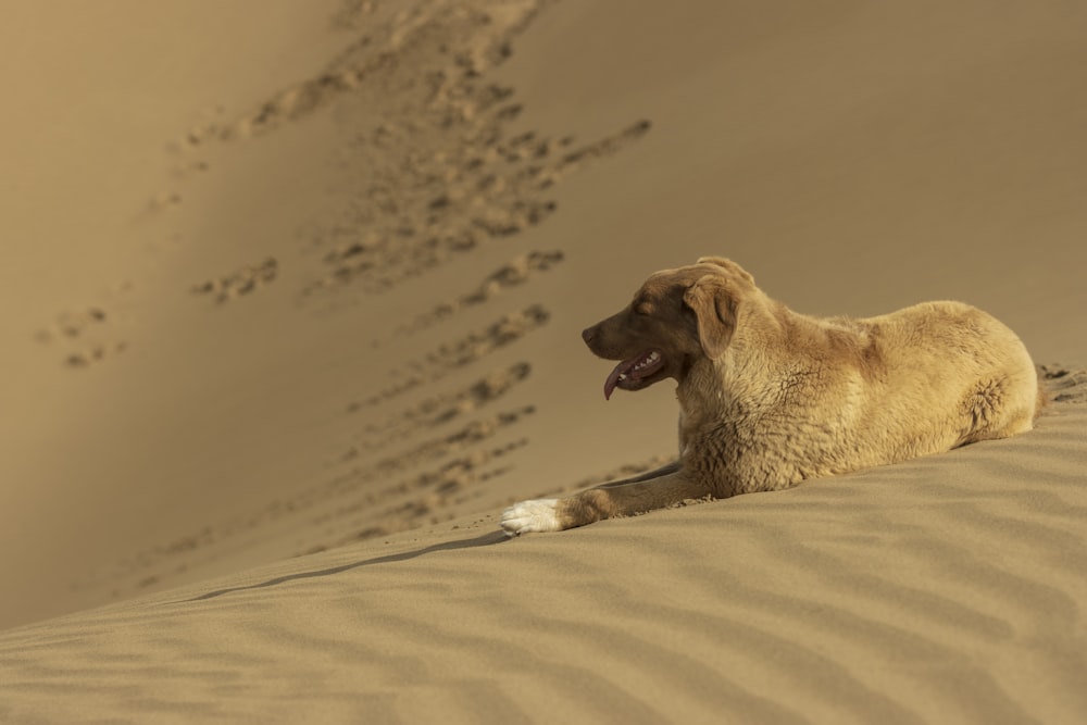 a dog laying on top of a sandy hill