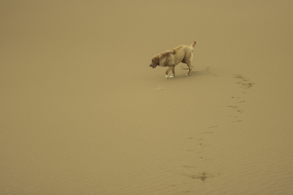 a dog that is walking in the sand