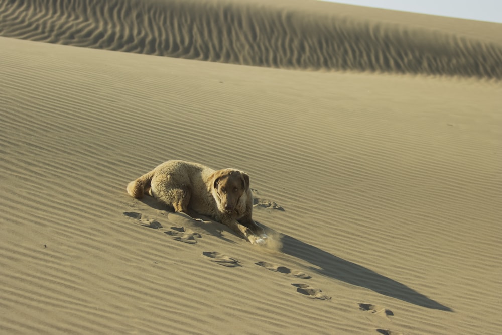 a dog is laying down in the sand