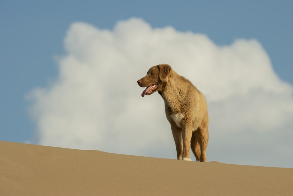 a large brown dog standing on top of a sandy hill