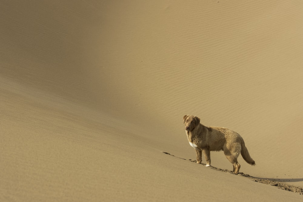 a dog standing in the middle of a desert