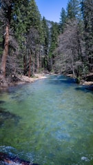 A peaceful river scene showing clean water flowing through a forest.