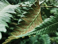 Detailed graphite sketch of a fern leaf showcasing intricate veins and natural curves.
