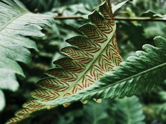 Detailed graphite sketch of a fern leaf showcasing intricate veins and natural curves.