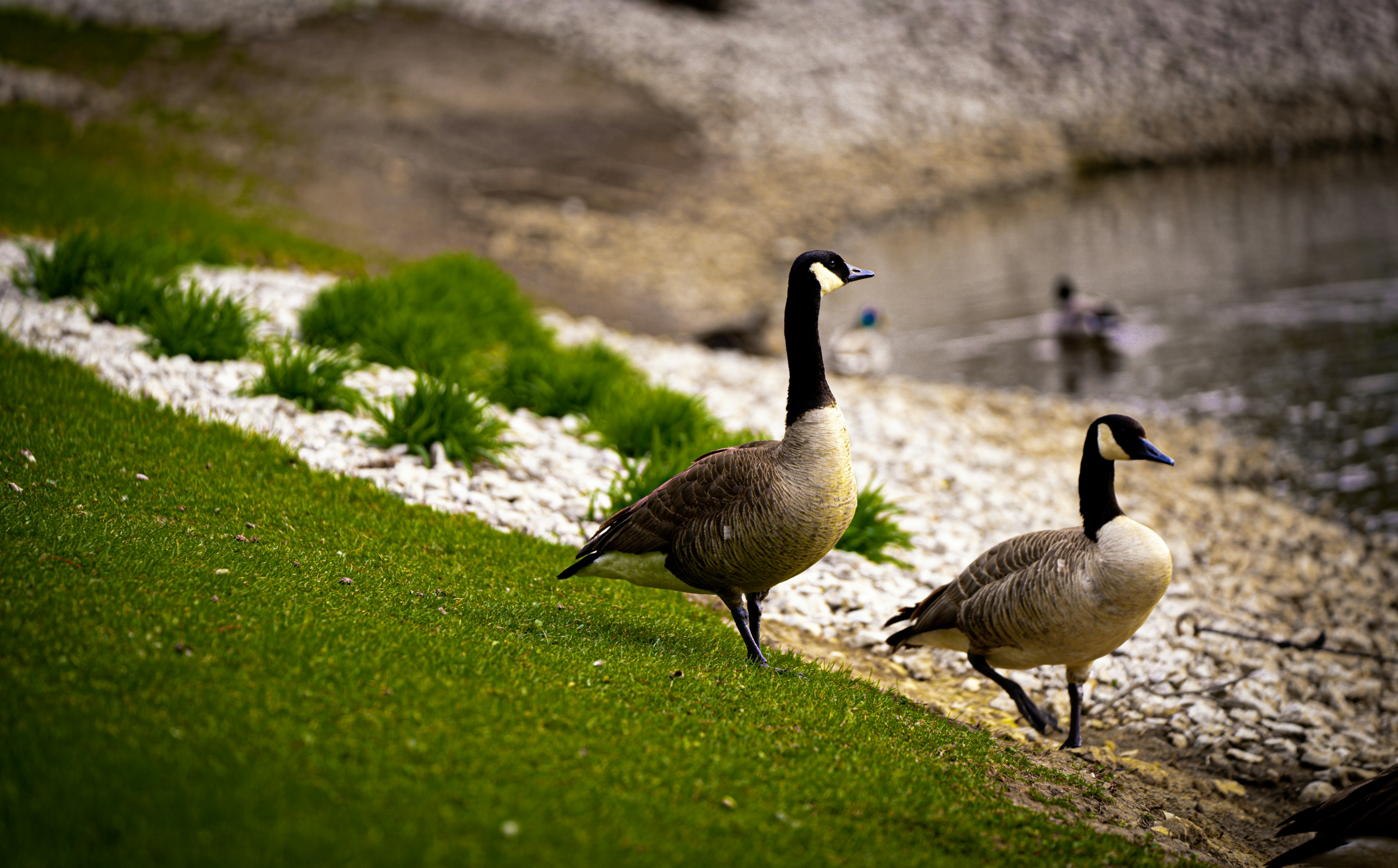 Photo by giginkrishnan