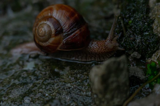 Close-up of a vibrant isopod crawling on a mossy log, showcasing its intricate shell patterns.