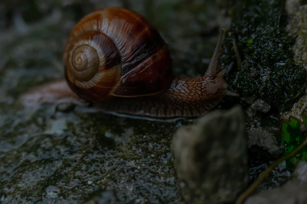 Close-up of a vibrant isopod crawling on a mossy log, showcasing its intricate shell patterns.