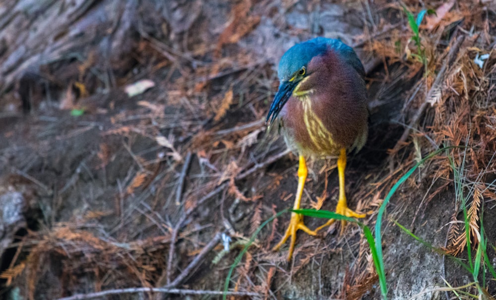 a blue and yellow bird standing on the ground