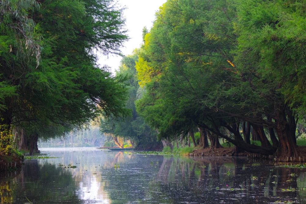 a body of water surrounded by lots of trees