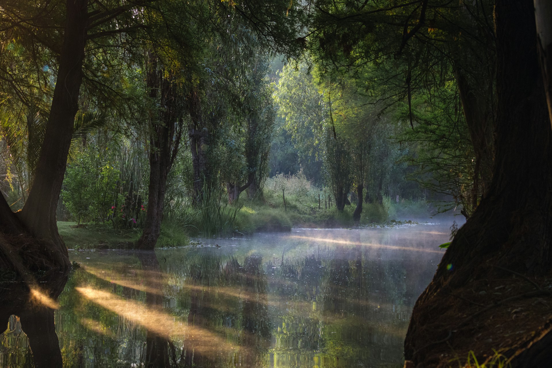 a river running through a lush green forest
