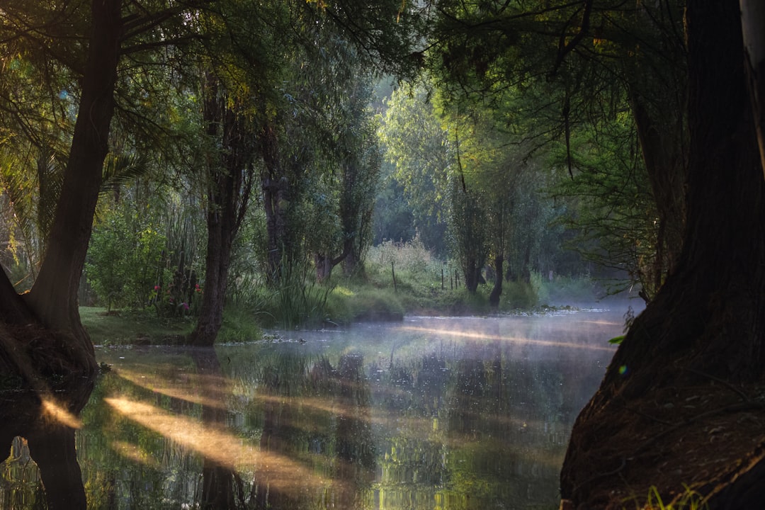 a river running through a lush green forest,