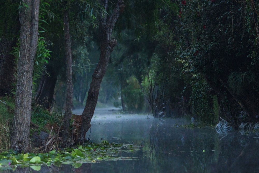 Ein Gewässer, umgeben von Bäumen und viel Grün