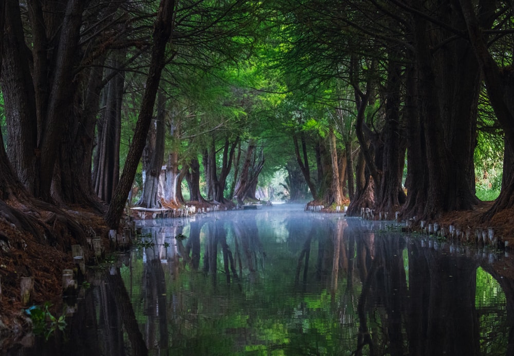 a river running through a forest filled with trees