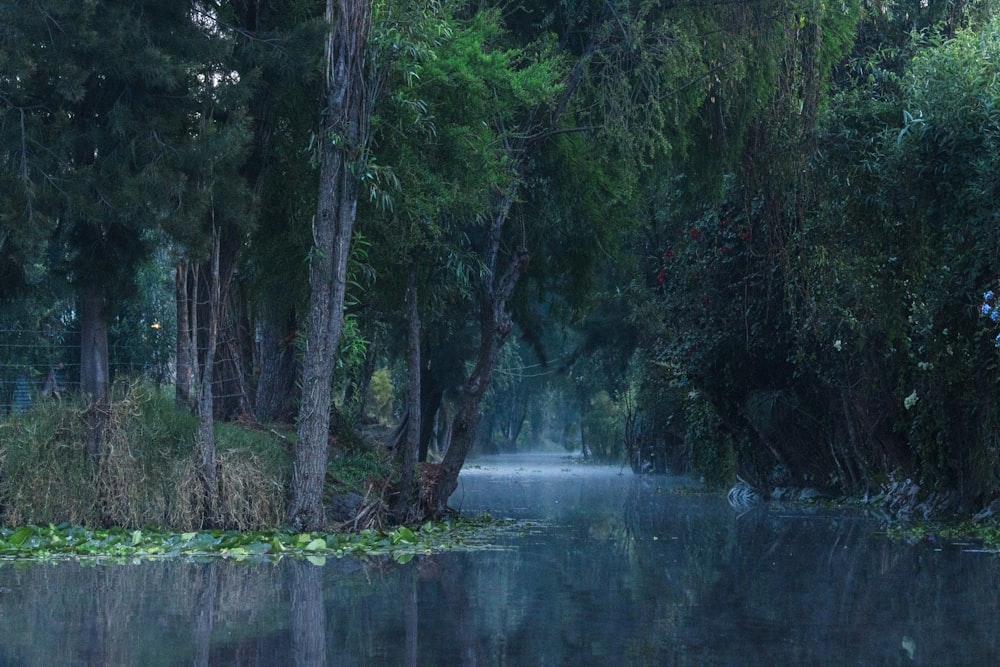 uno specchio d'acqua circondato da alberi ed erba