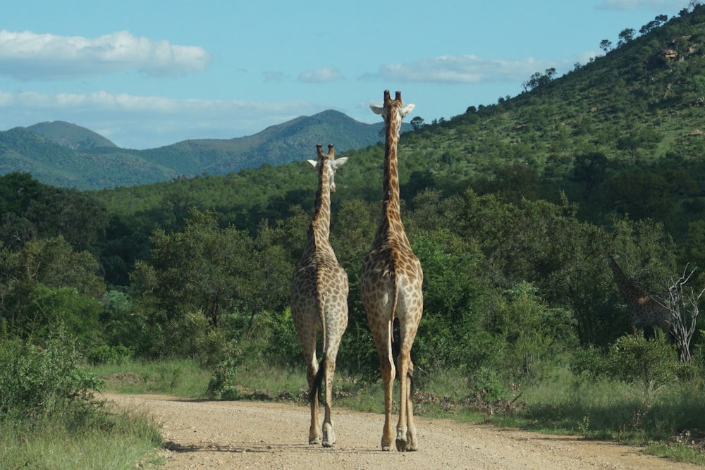 two giraffes are walking down a dirt road