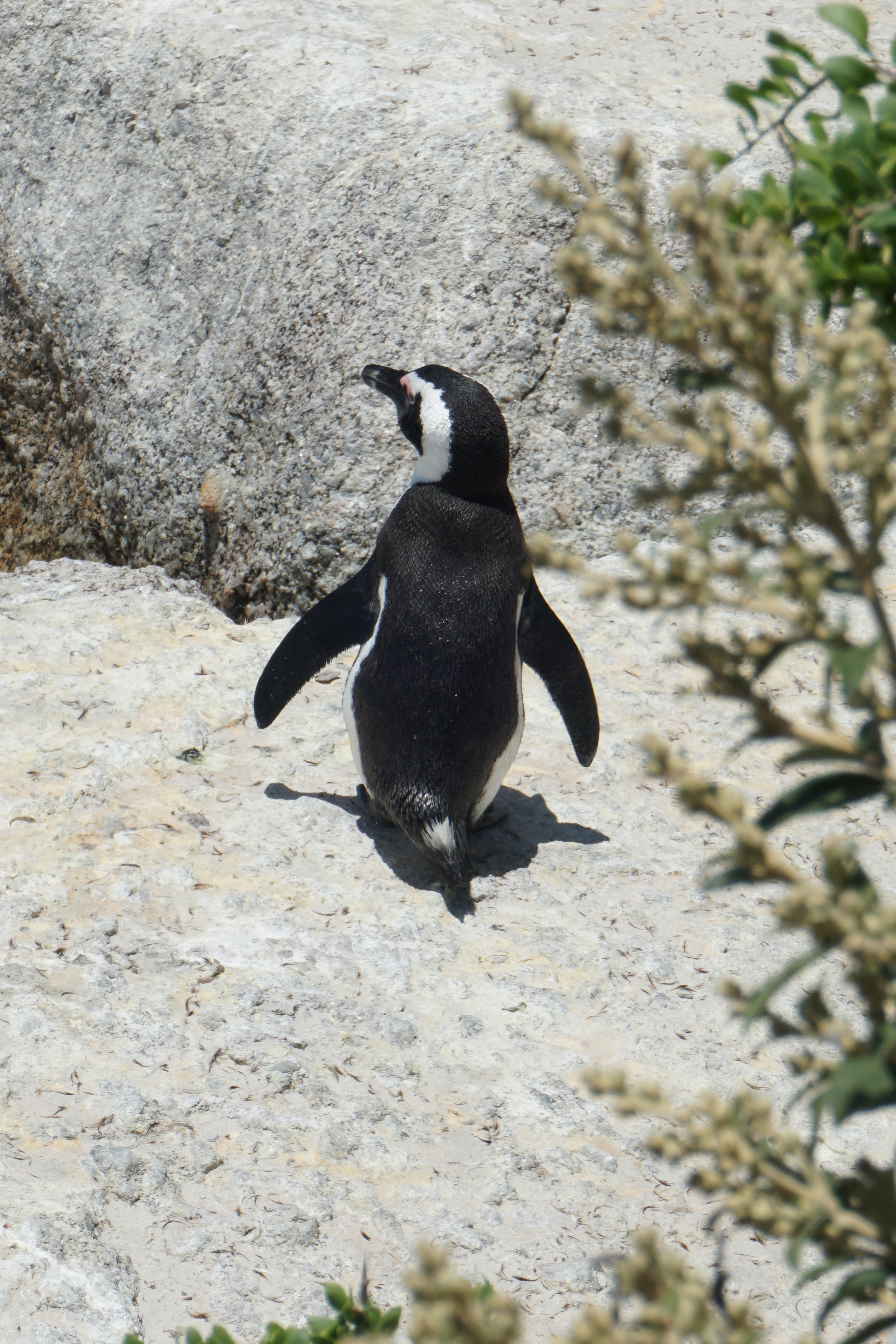 Penguin at boulders beach