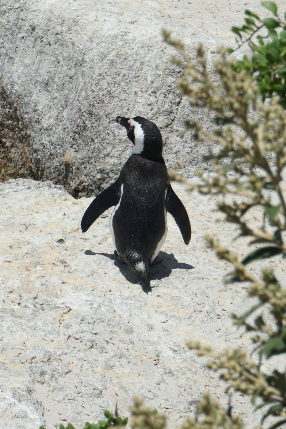 a penguin standing on top of a rock next to a tree