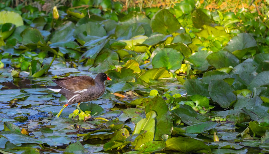 a bird standing in the middle of a pond filled with water lilies,