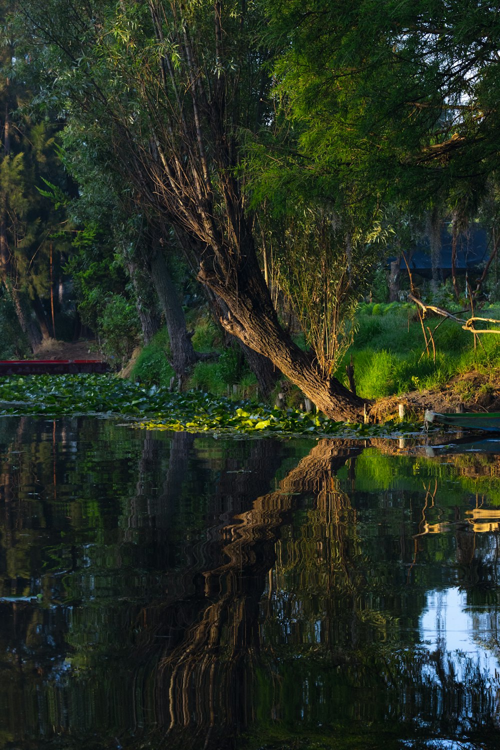 a bench sitting next to a tree near a body of water