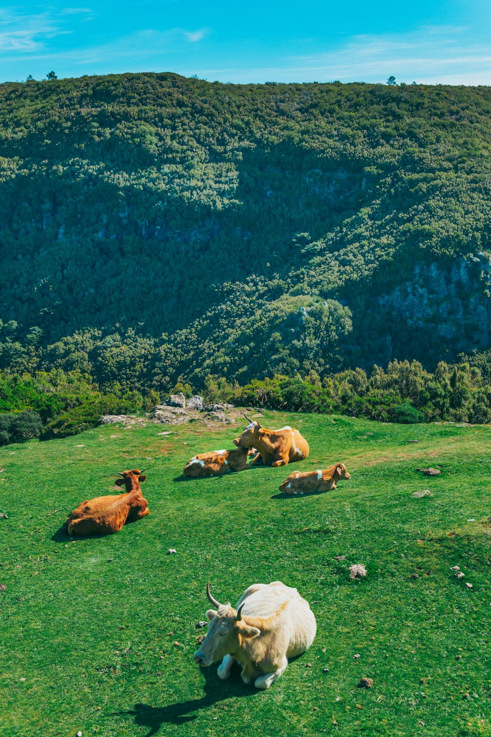 a herd of cattle laying on top of a lush green field