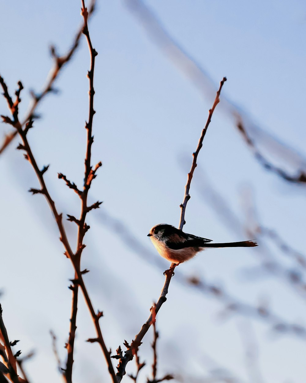 Ein kleiner Vogel, der auf einem Ast sitzt