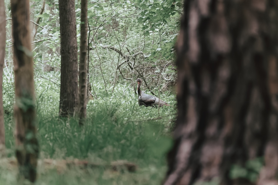 Merriam's turkey gobbler strutting in a New Mexico ponderosa pine forest with mountain backdrop