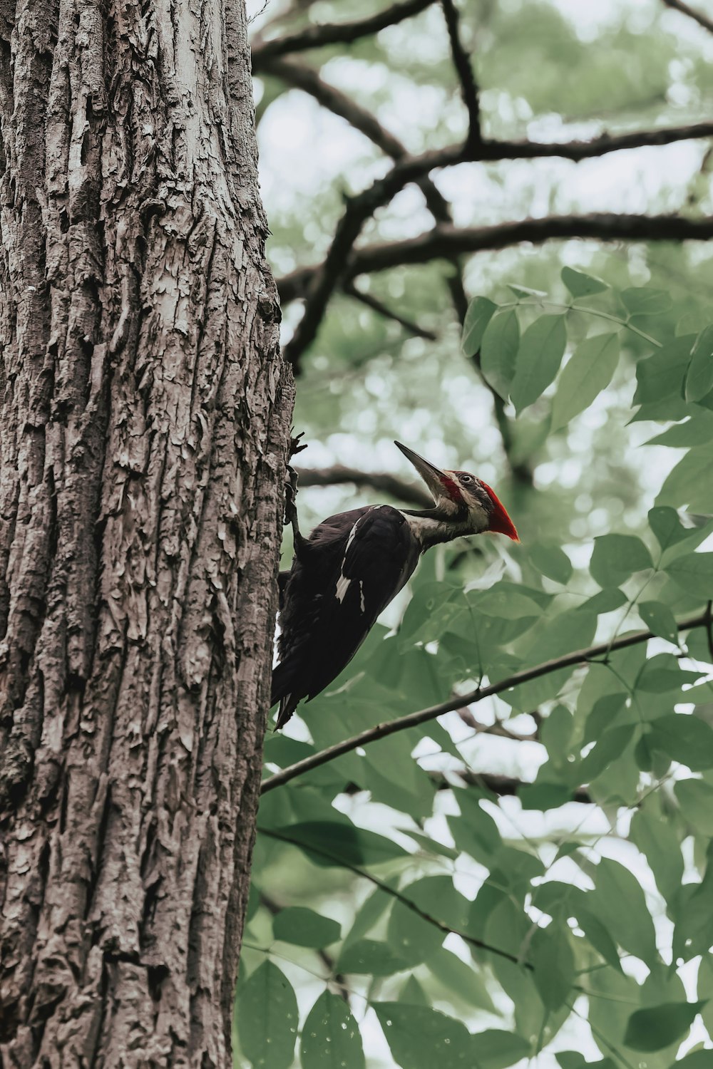 Un pájaro con un pico largo parado sobre un árbol