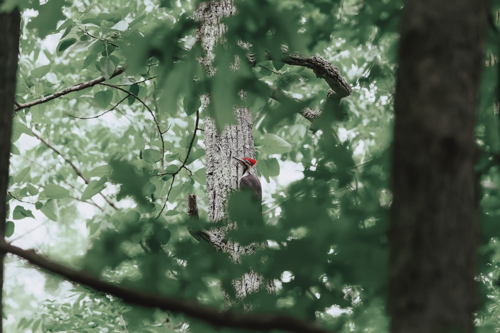 Un uccello che è seduto su un albero